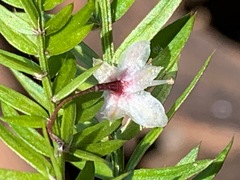 Rhytidosporum