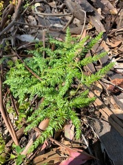 Rhytidosporum