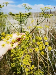 Tordylieae