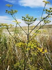 Tordylieae