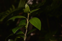 Planchonella myrsinoides