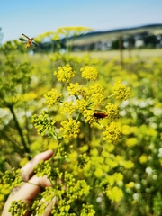 Tordylieae