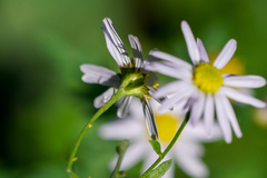 Aster pinnatifidus