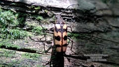Lepturini
