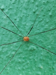Phalangioidea