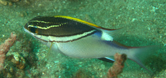 Scolopsis bilineata