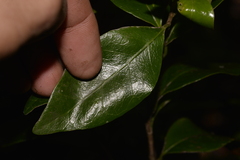 Planchonella myrsinoides