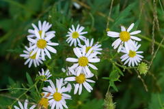 Aster pinnatifidus