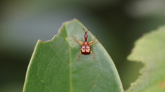 Attelabidae