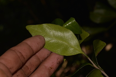 Planchonella myrsinoides