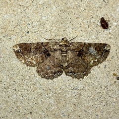 Paradromulia ambigua