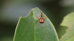 Attelabidae