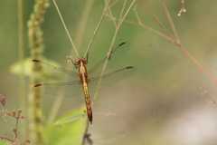 Erythrodiplax basifusca