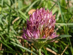 Trifolium pratense
