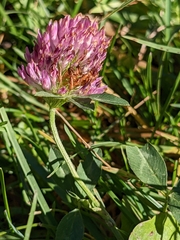 Trifolium pratense
