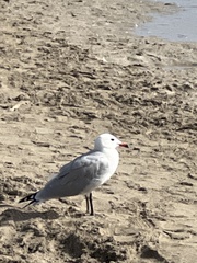 Ichthyaetus audouinii