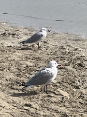 Ichthyaetus audouinii