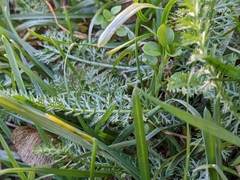 Achillea millefolium