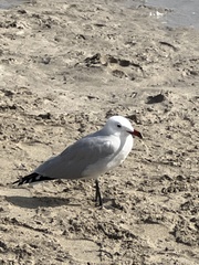 Ichthyaetus audouinii