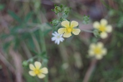 Potentilla