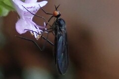 Empididae