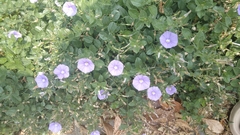 Convolvulus sabatius