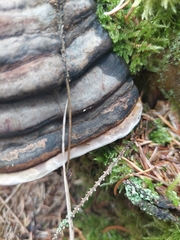 Fomitopsis ochracea