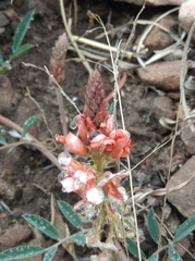 Indigofera suffruticosa