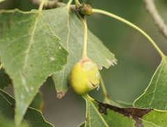 Pemphigus obesinymphae