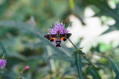 Macroglossum pyrrhosticta