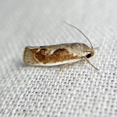 Lichenaula undulatella