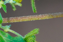 Sigesbeckia glabrescens