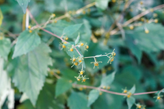 Sigesbeckia glabrescens