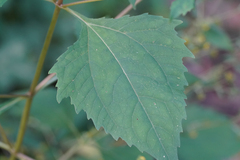 Sigesbeckia glabrescens