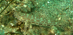 Istigobius decoratus