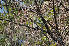 Hypsipetes amaurotis