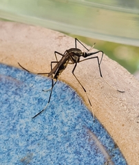 Toxorhynchites speciosus