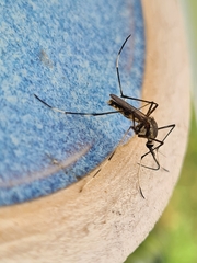 Toxorhynchites speciosus