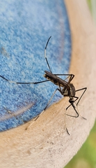 Toxorhynchites speciosus