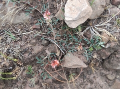 Indigofera suffruticosa