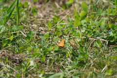 Argynnis hyperbius hyperbius
