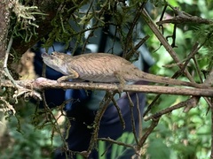 Chamaeleonidae