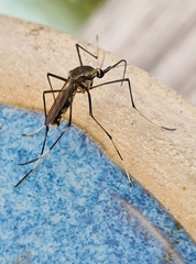 Toxorhynchites speciosus
