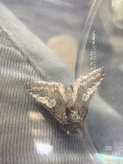 Diloba caeruleocephala