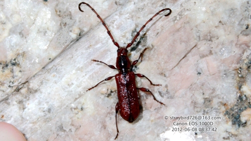 Ropalopus ruber
