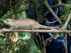 Chamaeleonidae