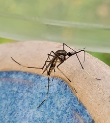 Toxorhynchites speciosus