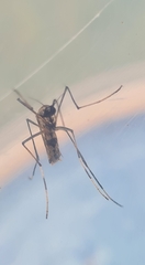 Toxorhynchites speciosus
