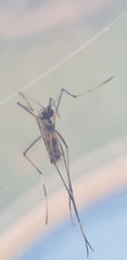 Toxorhynchites speciosus