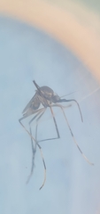 Toxorhynchites speciosus
